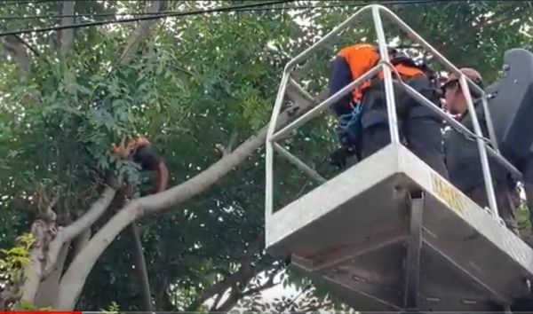 Potong Ranting, Pria Probolinggo Tewas di Atas Pohon