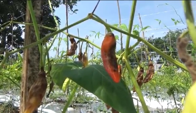 Harga Cabai Mahal, Petani Mojokerto Pilih Panen Awal