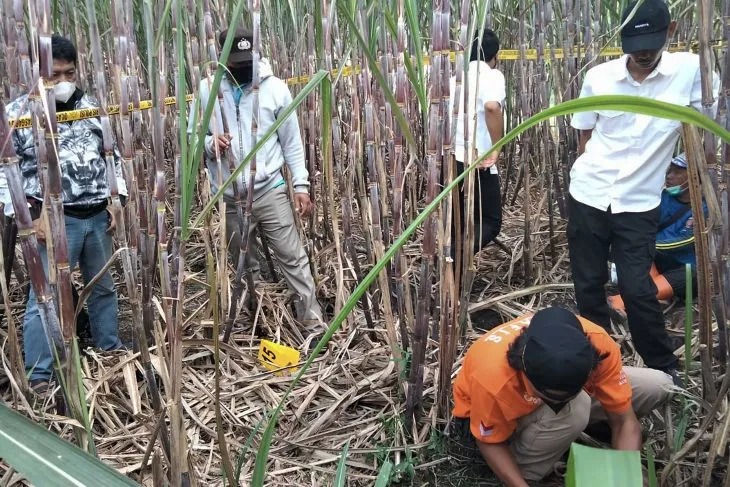 Personel Polres Malang melakukan identifikasi terhadap rangka manusia yang ditemukan di ladang tebu, di Dusun Ketapang, Kecamatan Kepanjen, Kabupaten Malang, Kamis (5/1/2022). ANTARA/HO-Humas Polres Malang