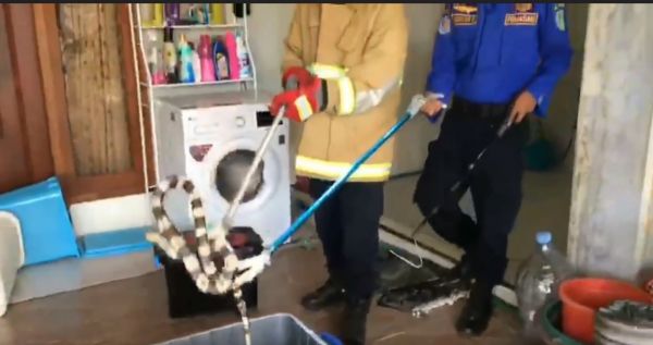 Ular Welang Masuki Rumah Dokter di Trenggalek, Sembunyi di Bawah Mesin Cuci