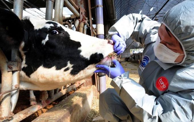 Penyakit kuku dan mulut serang ratusan ekor sapi di Bojonegoro (Foto / Metro TV)