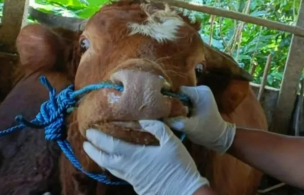 PMK Masih Mengintai, Disnak Trenggalek Vaksinasi 2 Ribu Sapi