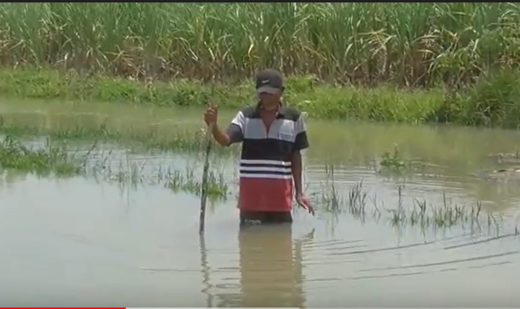 Petani di Sidoarjo merugi akibat banjir/metrotv