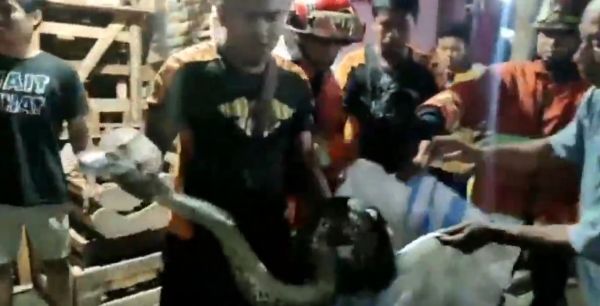 Ngeri, Ular Sanca 6 Meter Sembunyi di Almari Rumah Warga Pasuruan