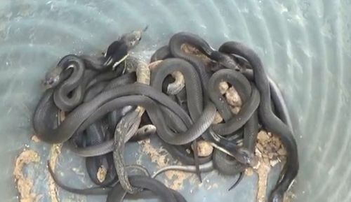 Petugas berhasil mengevakuasi ular sanca yang masuk di rumah warga Lamongan (Foto / Metro TV)