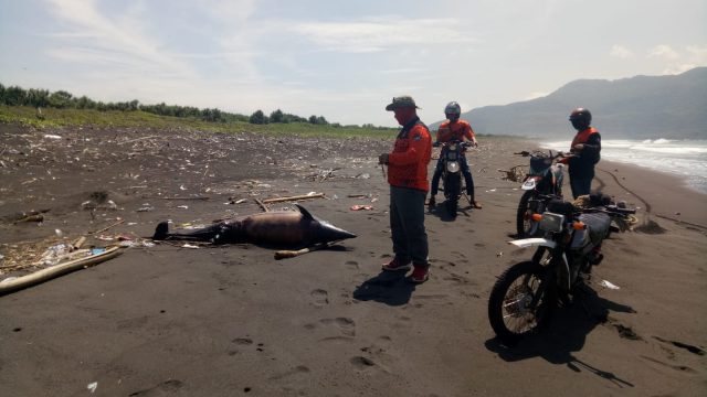 Bangkai lumba-lumba ditemukan relawan pantai (Foto / Istimewa)