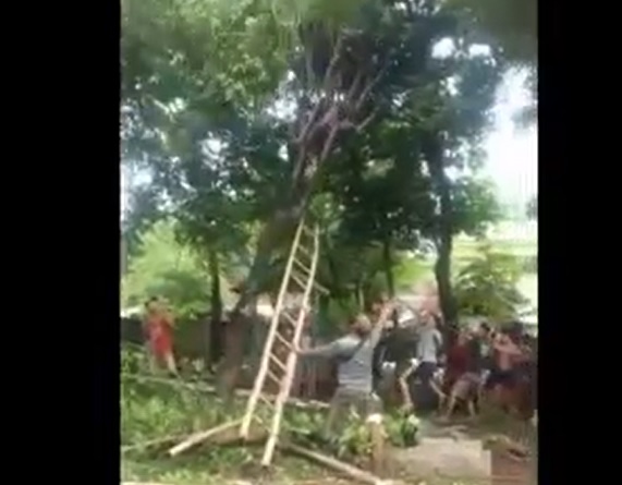 Bersihkan Kuburan, Pria Situbondo Tewas Tersengat Listrik di Atas Pohon