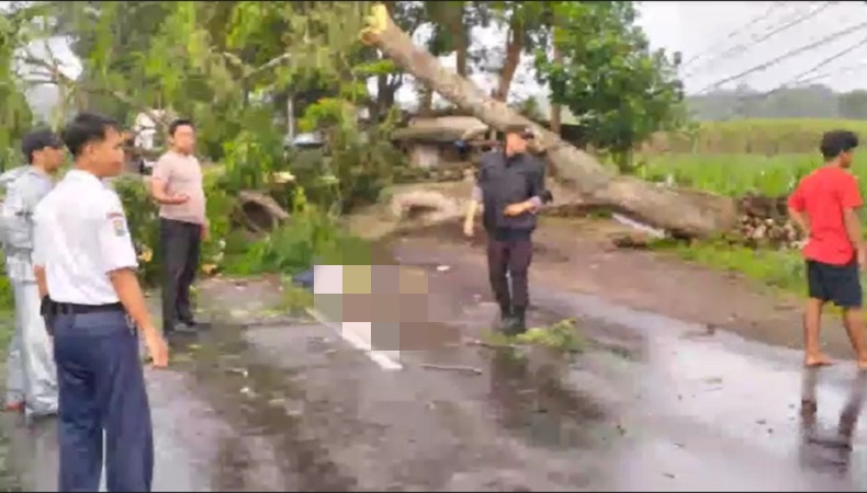 Pohon tumbang di Kediri tewaskan pengendara motor (Foto / Metro TV)