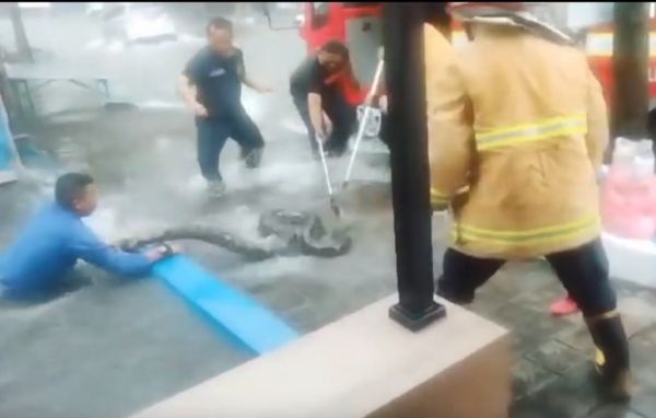 Ular Sanca 5 Meter Masuk Warung, Emak-Emak di Ngawi Histeris