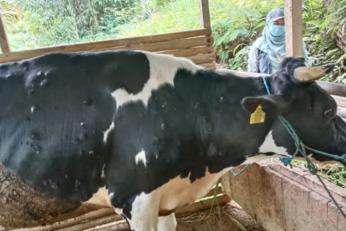 Ternak sapi perah yang terjangkit wabah LSD di Trenggalek (ANTARA/HO - AP)