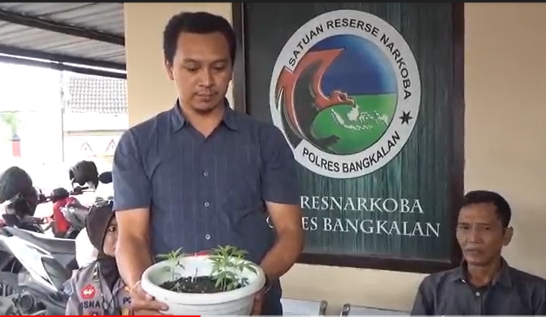 Berdalih Pakan Ayam Sabung, Pria Bangkalan Tanam Ganja di Pot Hias