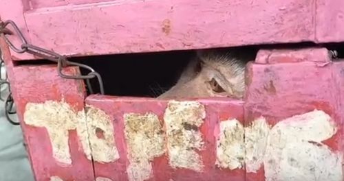 Salah satu monyet yang diserahkan ke BKSDA Madiun/metrotv