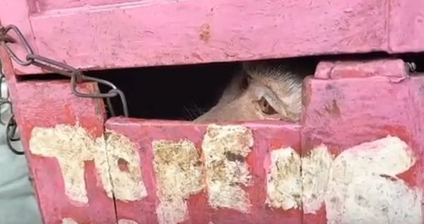 Puluhan Topeng Monyet di Madiun Dikembalikan ke Hutan