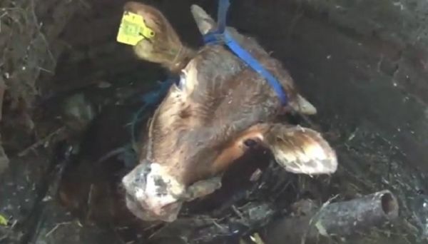 Seekor Sapi di Ngawi Terperosok Lubang Septic Tank