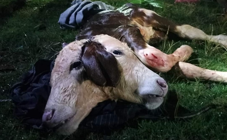 Penampakan sapi berkepala dua di Malang (Foto / Istimewa)