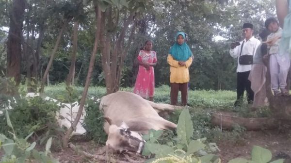 2 Sapi Tewas Disambar Petir