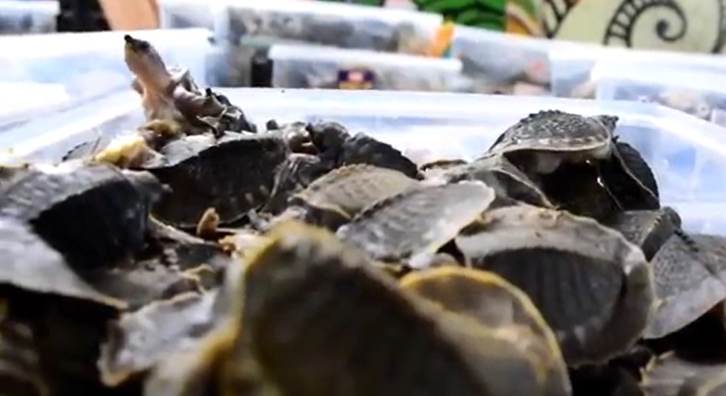  Ribuan ekor labi-labi jenis moncong babi yang diselundupkan lewat Bandara Juanda ke Vietnam/metrotv