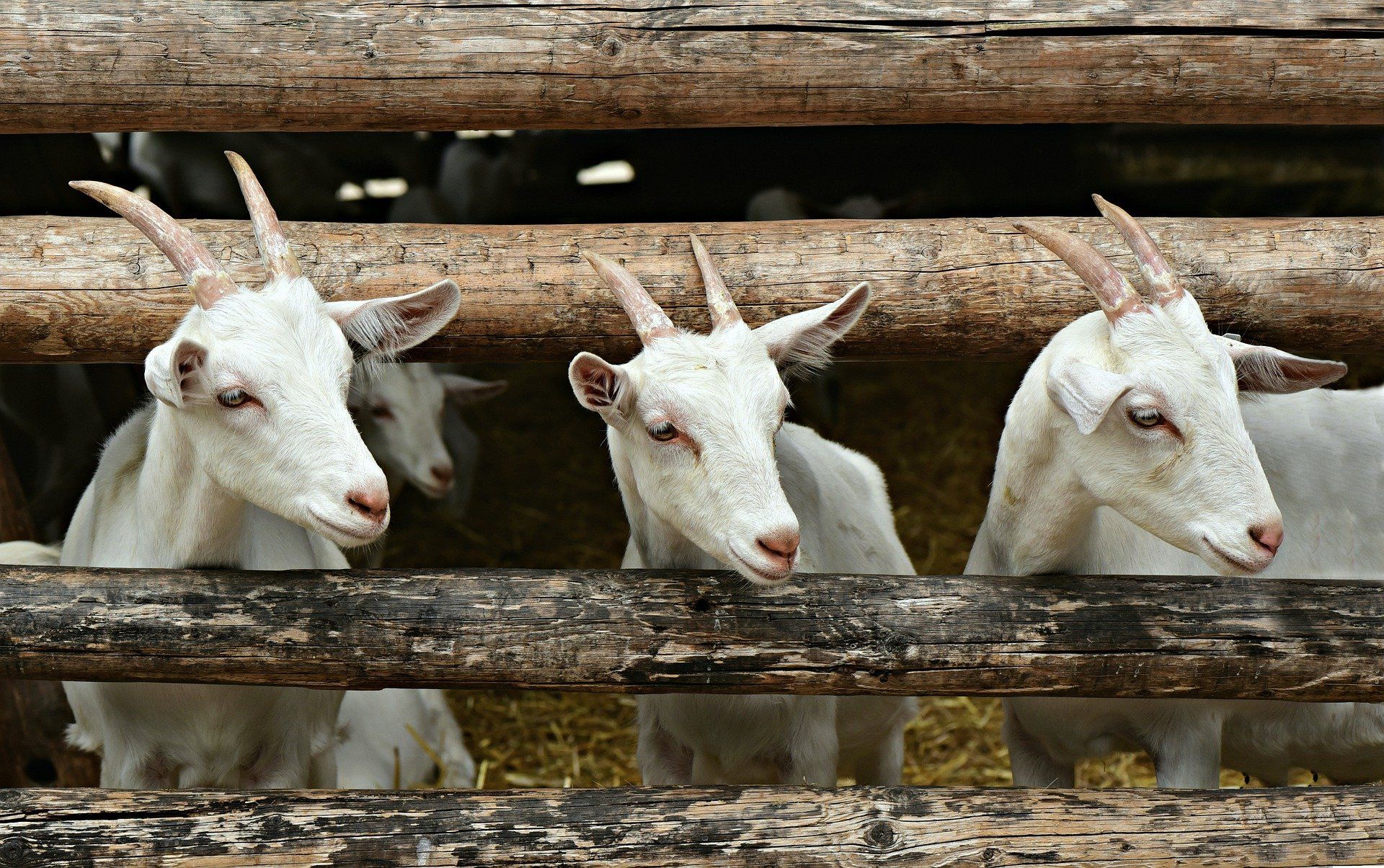 Curi Anak Kambing, Motor Mogok, Berakhir di Penjara