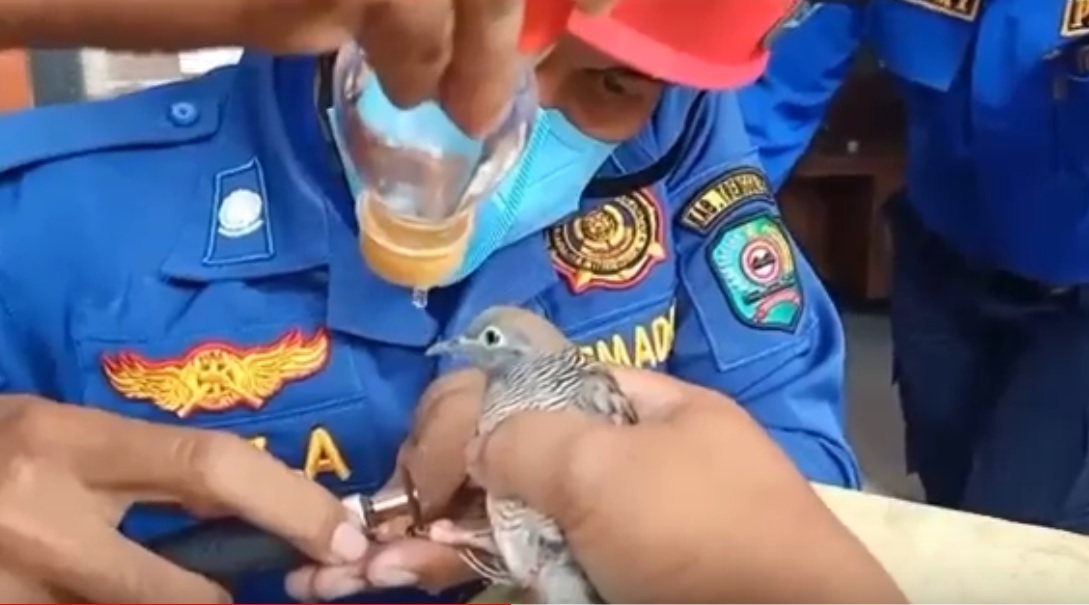 Petugas memotong cincin pada kaki burung perkutut/metrotv
