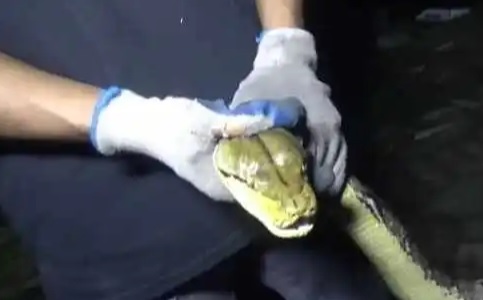 Kerap Mangsa Ternak Warga, Piton Sepanjang 4 Meter Ditangkap