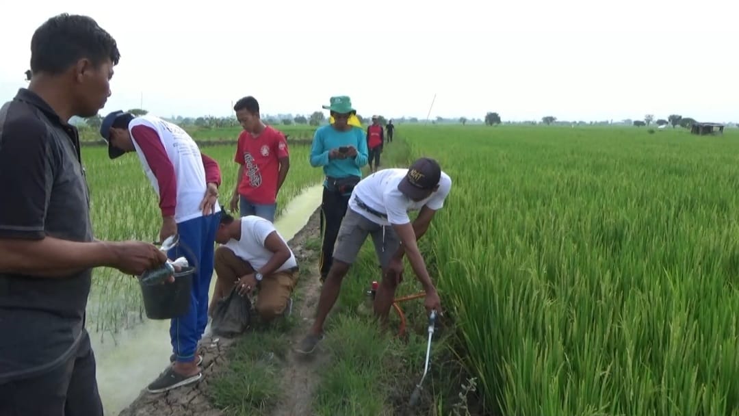 Petani Gelar Festival Geropyokan Tikus Massal, Berhadiah Rp3 Ribu per Ekor