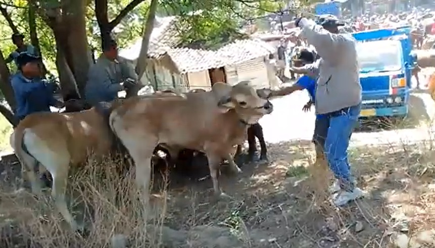Sapi mengamuk berusaha ditenangkan pemiliknya di Pasar Hewan Sabtuan Situbondo/metrotv