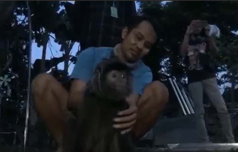 7 Tahun Dirawat, Warga Tulungagung Serahkan Lutung ke BKSDA