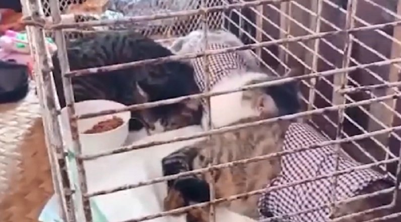 Khitankan 3 Ekor Kucing, Pasutri di Banyuwangi Gelar Pesta Orkes hingga Jaranan