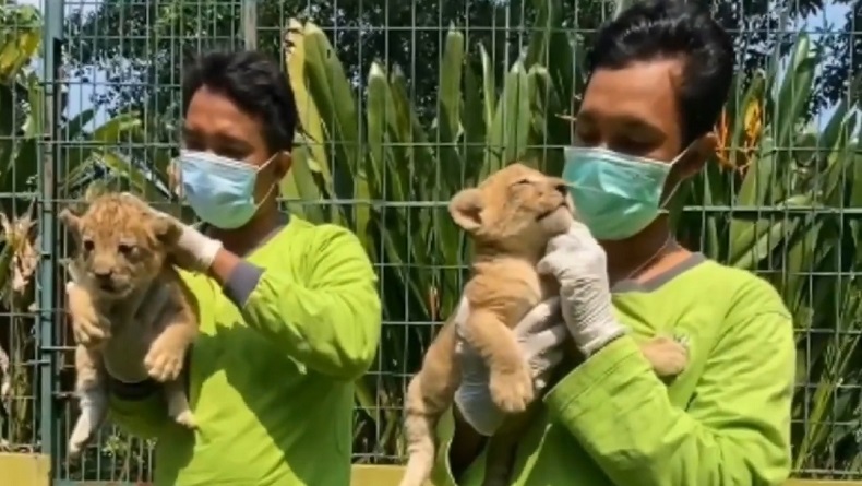 2 Bayi Singa Afrika Lahir di Kebun Binatang Surabaya, Diberi Nama Bima dan Dona