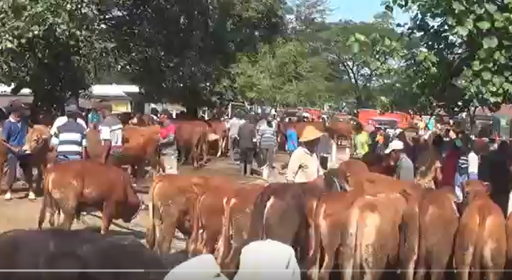 Jelang Idul Adha, Harga Sapi di Pasar Hewan Ngawi Mulai Naik