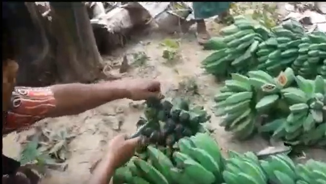 48 Hektar Kebun Pisang di Sumenep Diserang Penyakit, Segar Tapi Busuk!