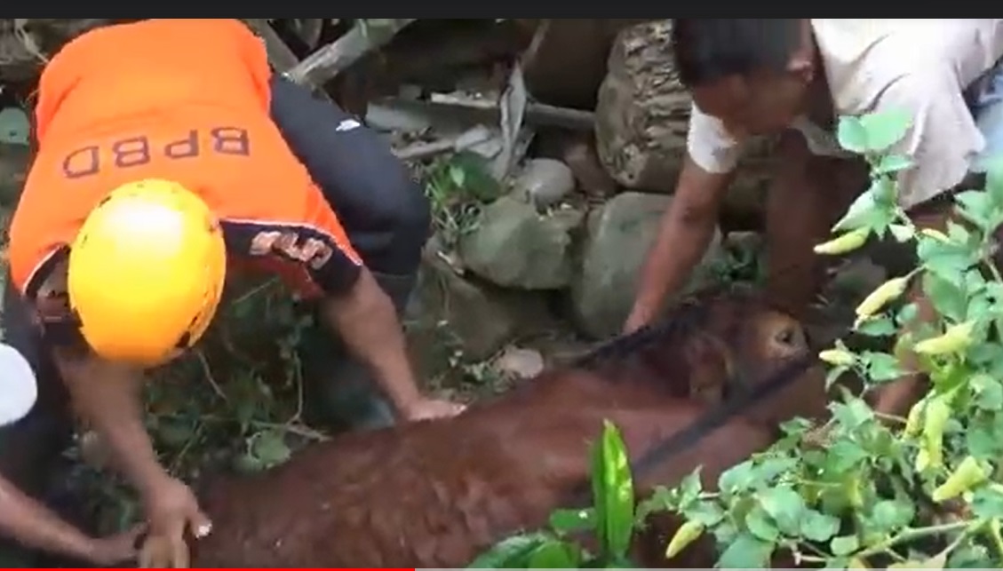 2 Jam Tercebur Kolam Lumpur, Sapi di Magetan Berhasil Diselamatkan