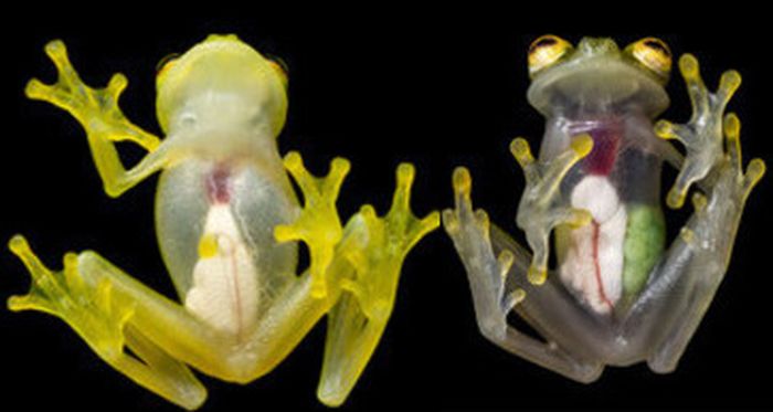 Katak transparan merupakan salah satu hewan yang mengalami rekayasa genetika (Foto / Istimewa)