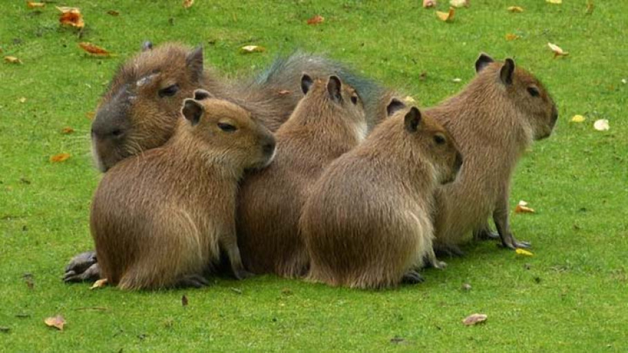 Dipanggil Masbro, Ini 6 Keunikan Kapibara