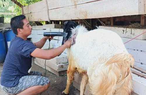 Samsi saat memberikan treatmen kepada kambing kurban (Foto / Metro TV)