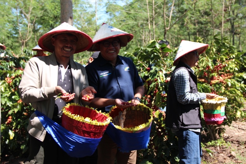 Panen raya kopi arabica di Desa Sukorejo, Kecamatan Sumberwringin, Kabupaten Bondowoso, Jawa Timur/ist