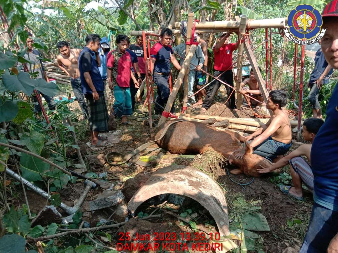 Sapi Teperosok Septictank Berhasil Diselamatkan, Evakuasi 2 Jam Lebih