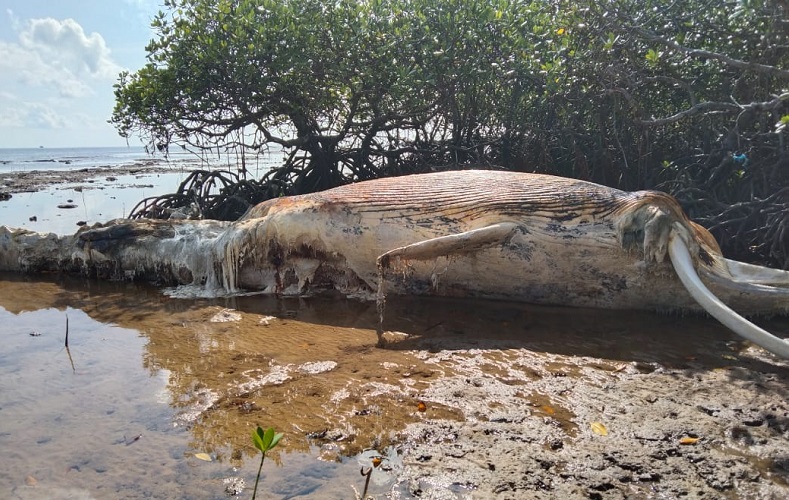 Penampakan bangkai paus yang terdampar di Sumenep (Foto / Istimewa)