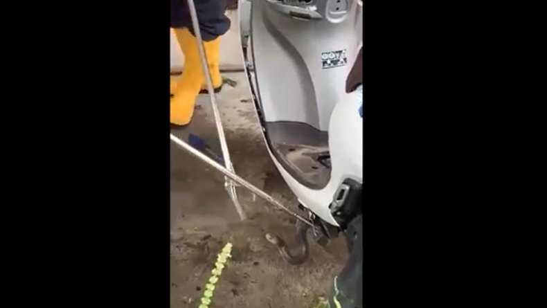 Ngeri, Kobra Sembunyi di Bodi Motor