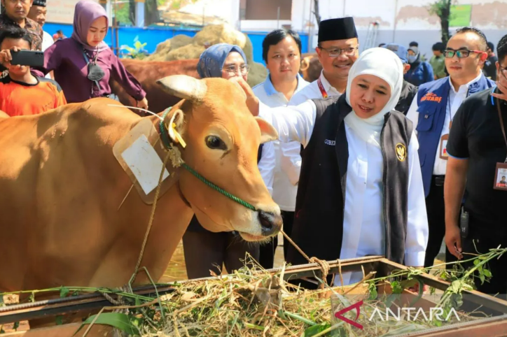 Gubernur Jatim Khofifah Indar Parawansa meninjau kondisi hewan ternak sapi di Rumah Potong Hewan, Jalan Pegirian Surabaya. ANTARA/HO-Biro Adpim Jatim