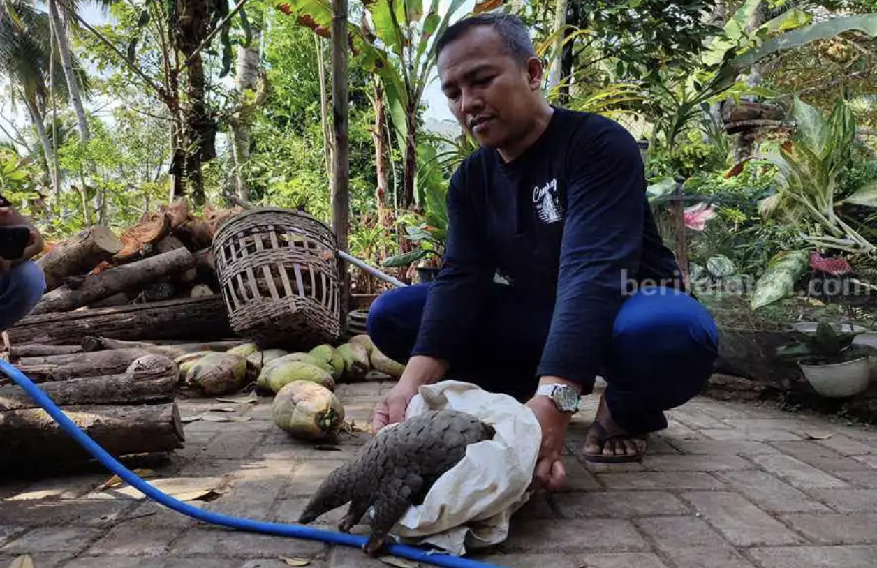 Hewan Langka di Gunung Wilis Ponorogo Turun ke Pekarangan Warga