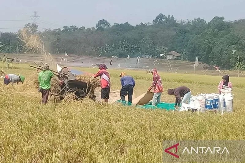 21 Kabupaten di Jawa Timur Alami Kekeringan Dampak El Nino
