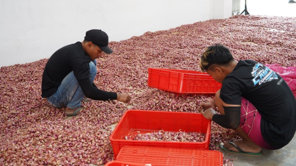Petani di Sumenep, Jawa Timur, bisa ekspor bawang ke Belanda usai mendapat pendampingan melalui program UPLAND Project Kementerian Pertanian. Dokumentasi/ istimewa