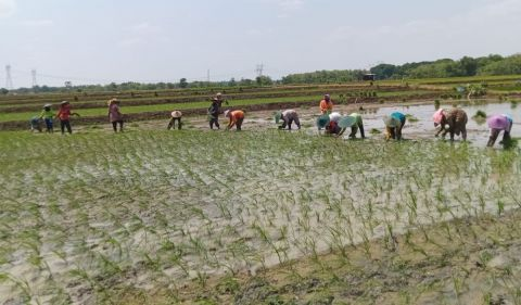 Kementan Pasang Pompanisasi di Lahan Kering untuk Menargetkan Tiga Kali Tanam Setahun