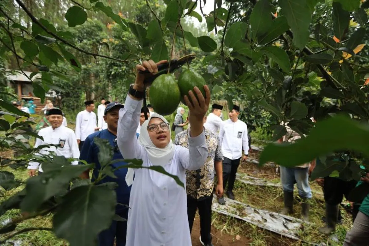 Bupati Banyuwangi Ipuk Fiestiandani memetik buah alpukat di Perkebunan Madukara, Desa Bumiharjo, Kecamatan Glenmore, Banyuwangi, Jatim. ANTARA/HO-Humas Pemkab Banyuwangi.