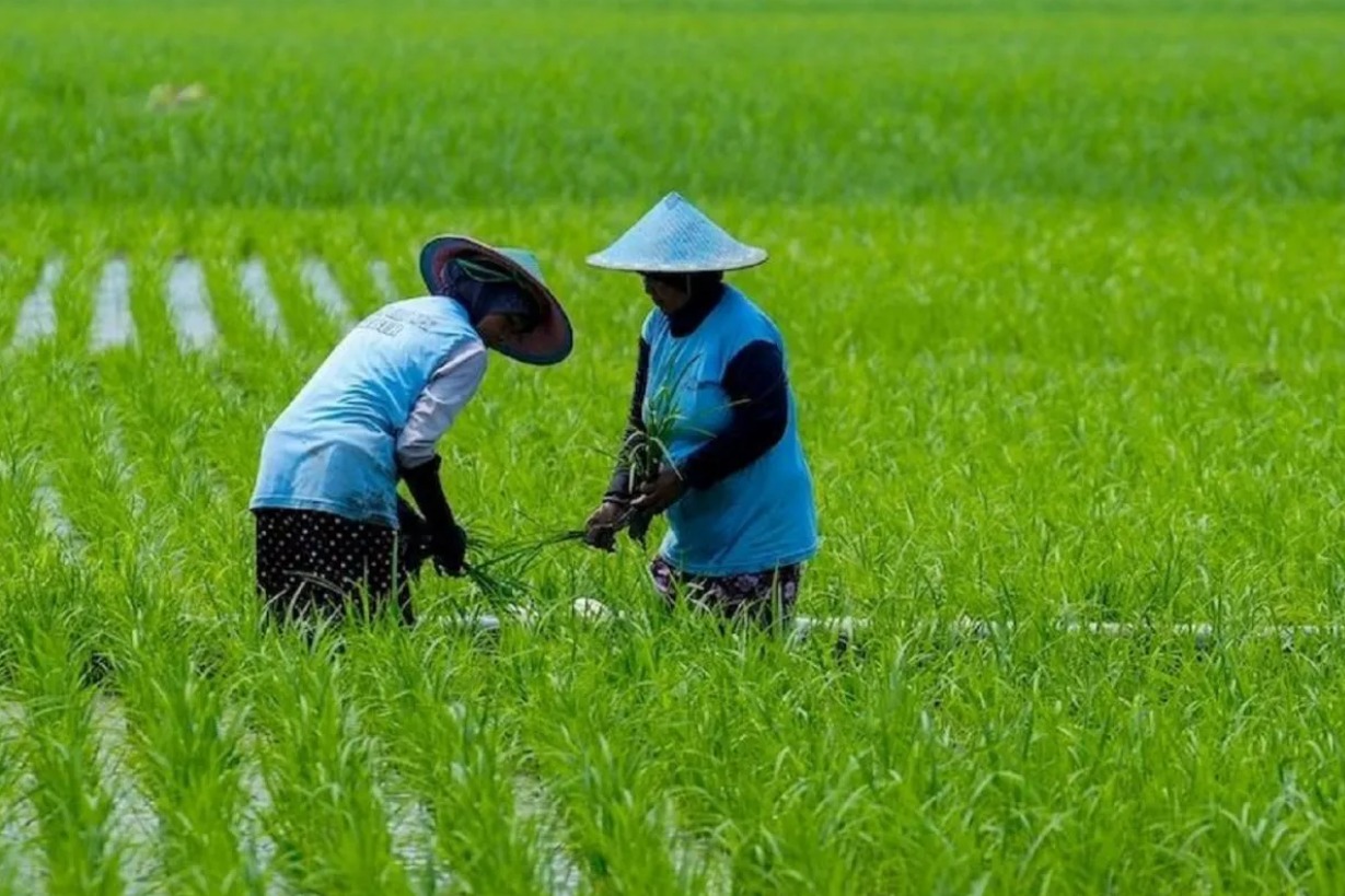 Dinas Pertanian Kota Madiun Berikan Bantuan Pupuk Kepada Petani Setempat