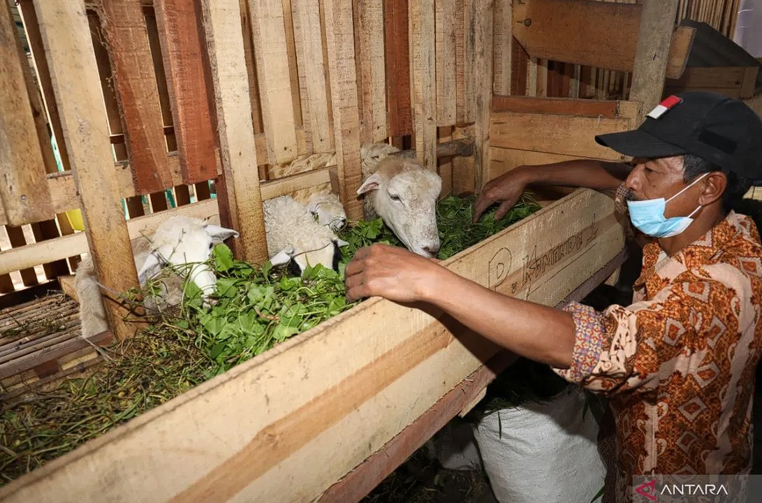 Warga memberi makan hewan ternak sebuah peternakan di Bumi Semeru Damai, Desa Sumbermujur, Candipuro, Lumajang, Jawa Timur, yang merupakan salah satu hasil pendampingan ekonomi, sosial dan sumber daya alam pada daerah pascabencana BNPB, Selasa (11/6/2024)