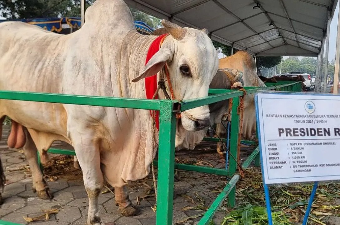 Sapi jenis peranakan ongole milik Presiden RI Joko Widodo atau Jokowi ditempatkan di salah satu area Masjid Nasional Al Akbar Surabaya, Minggu (16/6/2024). ANTARA/HO-Humas MAS.