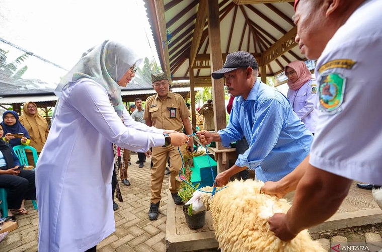 Bupati Banyuwangi Ipuk Fiestiandani melihat langsung ternak domba makan pakan ternak fermentasi. (ANTARA/HO-Humas Pemkab Banyuwangi)