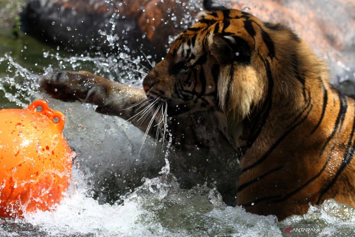 Harimau Siberia (Panthera tigris altaica) yang berusaha membuka kado berisi daging.